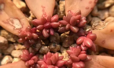 Red-claw Succulent Care Methods (Creating Healthy and Beautiful Red-claw Succulents) 1