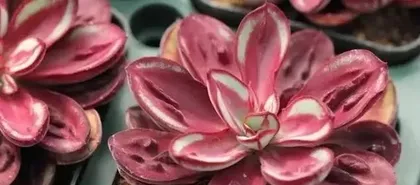 Red-claw Succulent Care Methods (Creating Healthy and Beautiful Red-claw Succulents) 2