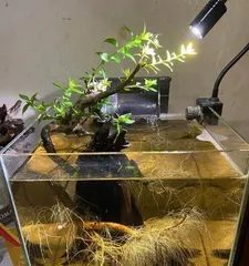 Cultivation Methods and Care Points for Chinese Bayberries (Key to a Bountiful Harvest) 1