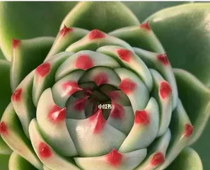 Red-claw Succulent Care Methods (Creating Healthy and Beautiful Red-claw Succulents) 3