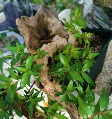 Cultivation Methods and Care Points for Chinese Bayberries (Key to a Bountiful Harvest) 2