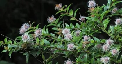 Cultivation Methods and Care Points for Chinese Bayberries (Key to a Bountiful Harvest) 3