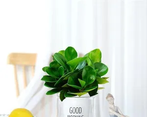 How to Care for Hydroponic Pilea peperomioides? (Creating Stylish Home Potted Plants)1