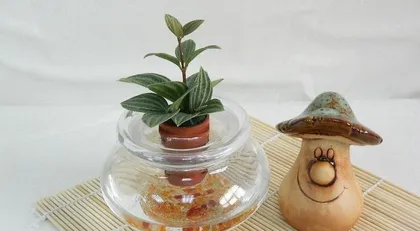 How to Care for Hydroponic Pilea peperomioides? (Creating Stylish Home Potted Plants)2