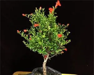 石榴花（适合室内养护的石榴花种类，养护技巧大揭秘）1