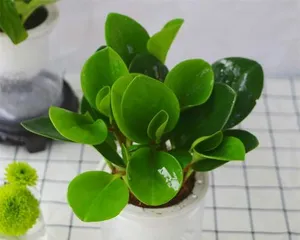 How to Care for Hydroponic Pilea peperomioides? (Creating Stylish Home Potted Plants)3