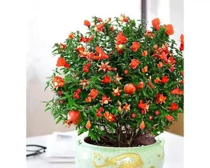 石榴花（适合室内养护的石榴花种类，养护技巧大揭秘）2