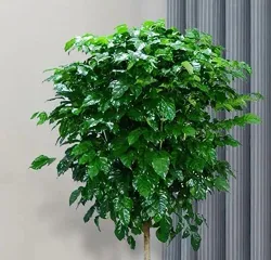 Autumn Happiness Tree Care Guide (Teach you how to grow a healthy and lush Happiness Tree) 1