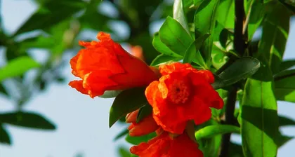 石榴花（适合室内养护的石榴花种类，养护技巧大揭秘）3