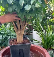 Autumn Happiness Tree Care Guide (Teach you how to grow a healthy and lush Happiness Tree) 2