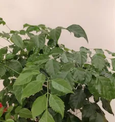 Autumn Happiness Tree Care Guide (Teach you how to grow a healthy and lush Happiness Tree) 3