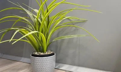 A Comprehensive Guide to Caring for Spider Plants Indoors (How do spider plants grow indoors?) 1