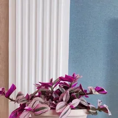 A Comprehensive Guide to Caring for Spider Plants Indoors (How do spider plants grow indoors?) 2