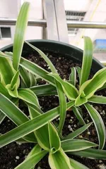 A Comprehensive Guide to Caring for Spider Plants Indoors (How do spider plants grow indoors?) 3