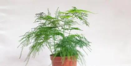How tall can an asparagus fern grow in a year? (Exploring the growth patterns of asparagus fern, understanding its care and management) 1