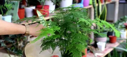 How tall can an asparagus fern grow in a year? (Exploring the growth patterns of asparagus fern, understanding its care and management) 2