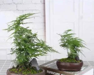 How tall can an asparagus fern grow in a year? (Exploring the growth patterns of asparagus fern, understanding its care and management) 3