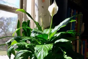 Peace Lily Care Guide (When to Repot for a Healthier Peace Lily) 1
