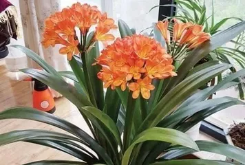 Lifespan and Care Methods of Clivia Miniata (A Perennial Clivia Miniata, How to Extend Its Lifespan?) 2