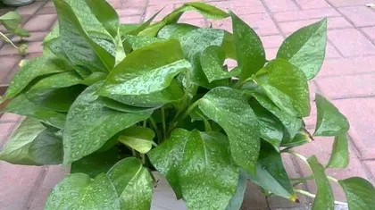 Special Watering for Pothos—Sugar Water (New Home Care Idea, Accelerated Pothos Growth) 1