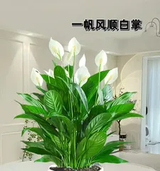 Peace Lily Care Guide (When to Repot for a Healthier Peace Lily) 2