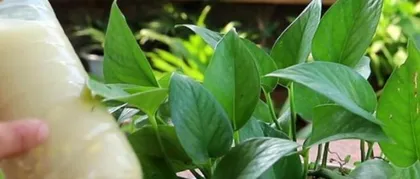 Special Watering for Pothos—Sugar Water (New Home Care Idea, Accelerated Pothos Growth) 2