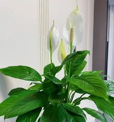 Peace Lily Care Guide (When to Repot for a Healthier Peace Lily) 3