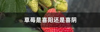 Care Guide for Brunfelsia (Shade or Sun? Detailed Analysis of Care Methods) 1