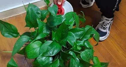Special Watering for Pothos—Sugar Water (New Home Care Idea, Accelerated Pothos Growth) 3