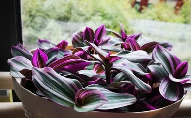 Care Guide for Brunfelsia (Shade or Sun? Detailed Analysis of Care Methods) 2