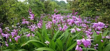 Care Guide for Brunfelsia (Shade or Sun? Detailed Analysis of Care Methods) 3