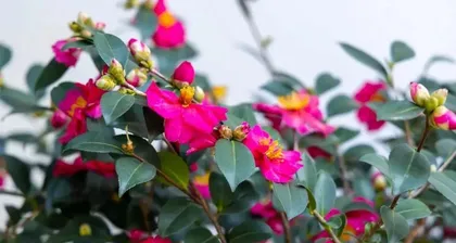 茶梅修剪的最佳时间(掌握最佳时间美化茶梅盆景)1