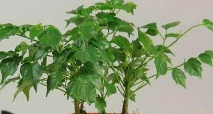 Care methods and precautions for the happiness tree (detailed explanation of home placement, watering, fertilization, light, pruning, etc.) 1