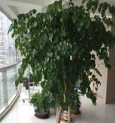 Care methods and precautions for the happiness tree (detailed explanation of home placement, watering, fertilization, light, pruning, etc.) 2