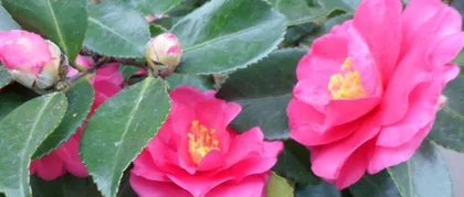 茶梅修剪的最佳时间(掌握最佳时间美化茶梅盆景)2