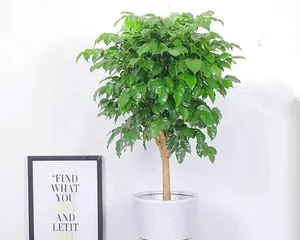 Care methods and precautions for the happiness tree (detailed explanation of home placement, watering, fertilization, light, pruning, etc.) 3