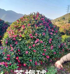 茶梅修剪的最佳时间(掌握最佳时间美化茶梅盆景)3