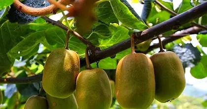 Hardy Kiwi Cutting Propagation (Hardy Kiwi Seedling Propagation and Cultivation) 1