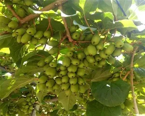 Hardy Kiwi Cutting Propagation (Hardy Kiwi Seedling Propagation and Cultivation) 2