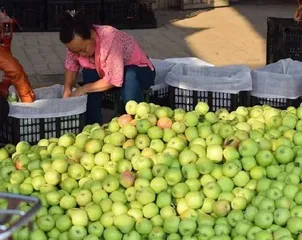 Green Apple Cultivation Methods and Key Points (Cultivate a Healthy Orchard with Ease and Make Green Apples Popular in the Market) 1