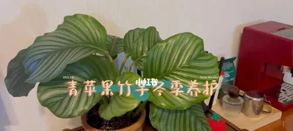 Green Apple Cultivation Methods and Key Points (Cultivate a Healthy Orchard with Ease and Make Green Apples Popular in the Market) 2