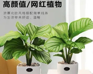 Green Apple Cultivation Methods and Key Points (Cultivate a Healthy Orchard with Ease and Make Green Apples Popular in the Market) 3