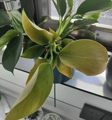 Winter Care Guide for Philodendron 