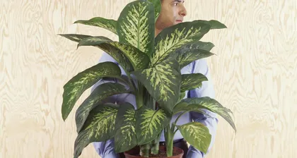 Winter Care Guide for Philodendron 