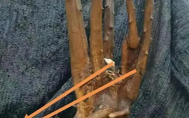 金豆盆景的土壤配置方法（打造健康生长的金豆盆景土壤）1