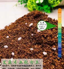 金豆盆景的土壤配置方法（打造健康生长的金豆盆景土壤）2