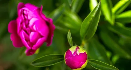 Flowering Time of Peonies (Understanding the Flowering Process and Care Tips for Peonies) 1