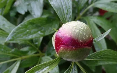Flowering Time of Peonies (Understanding the Flowering Process and Care Tips for Peonies) 2