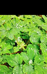 Flowering Time of Peonies (Understanding the Flowering Process and Care Tips for Peonies) 3