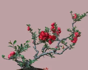 Winter Care for Perennial Begonia (Pay Attention to Temperature Changes to Help It Survive the Winter) 1